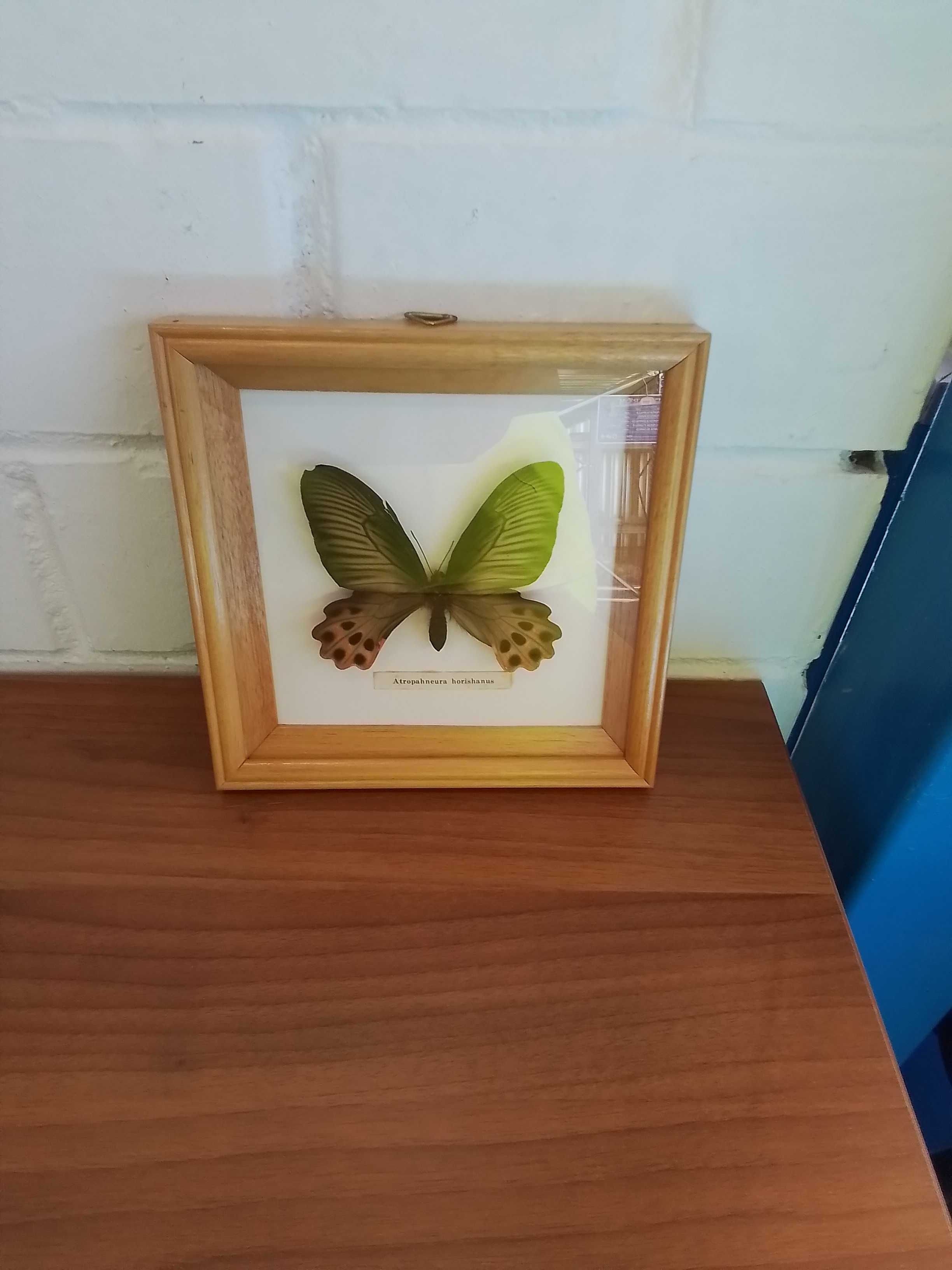 quadretto con farfalla