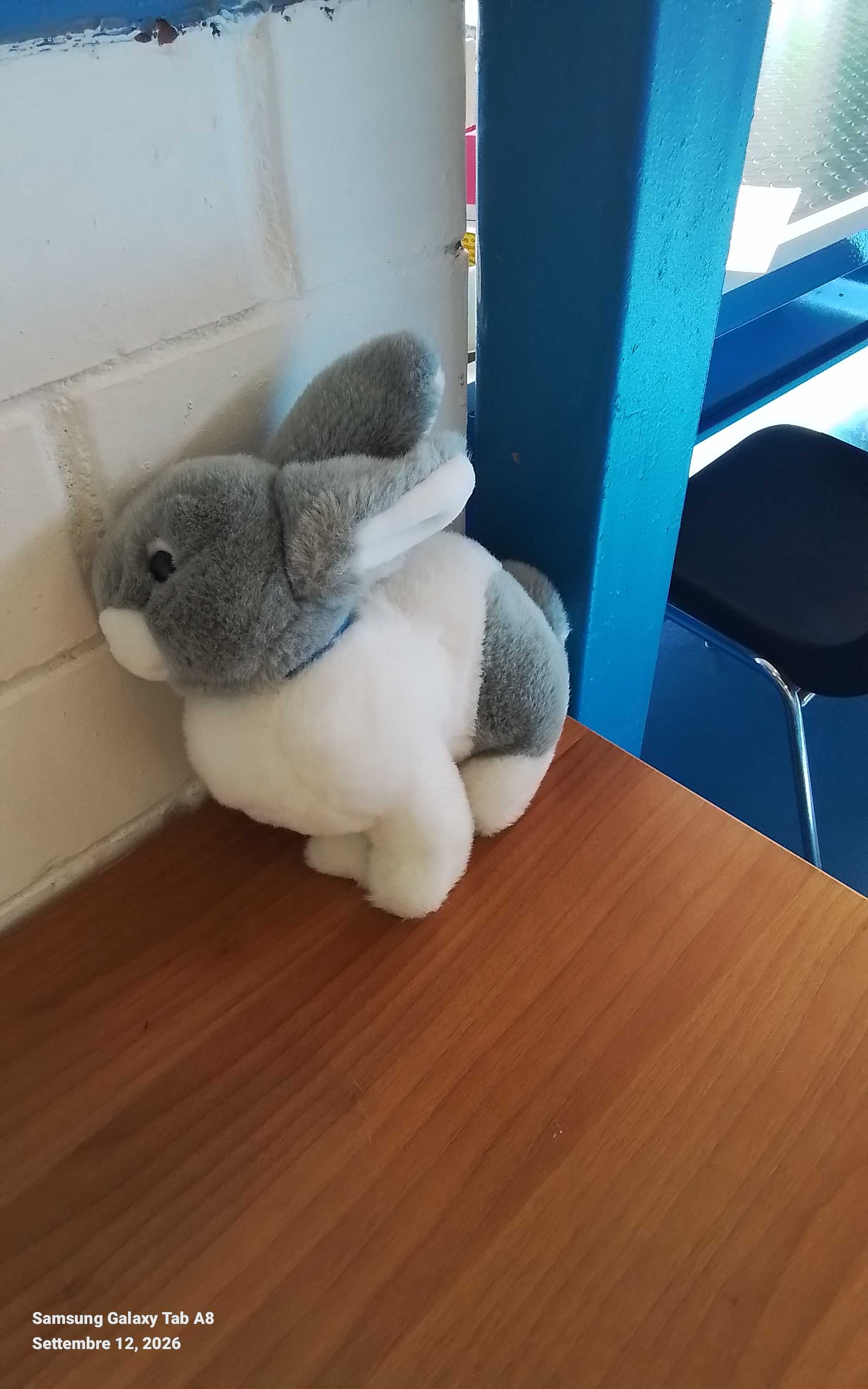 peluche